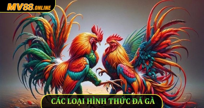 Các loại hình thức đá gà Mv88