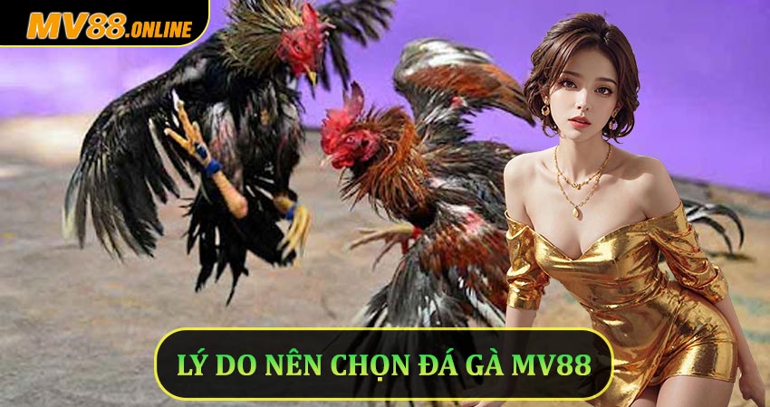 Lý do nên chọn đá gà Mv88